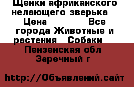 Щенки африканского нелающего зверька  › Цена ­ 35 000 - Все города Животные и растения » Собаки   . Пензенская обл.,Заречный г.